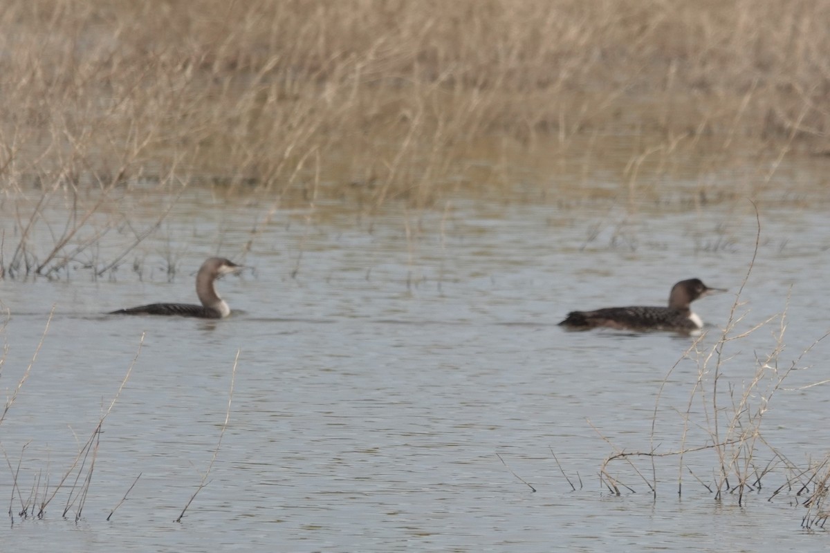 Pacific Loon - ML610974408