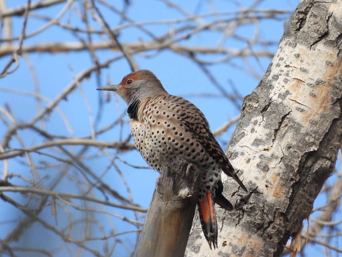 Northern Flicker (Red-shafted) - ML610974410