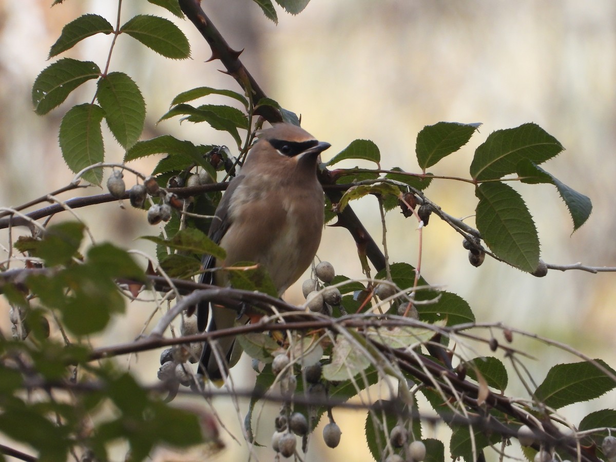 Cedar Waxwing - ML610974434