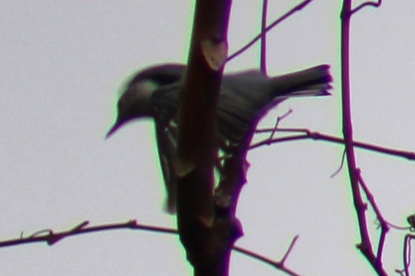 White-breasted Nuthatch (Eastern) - ML610974440