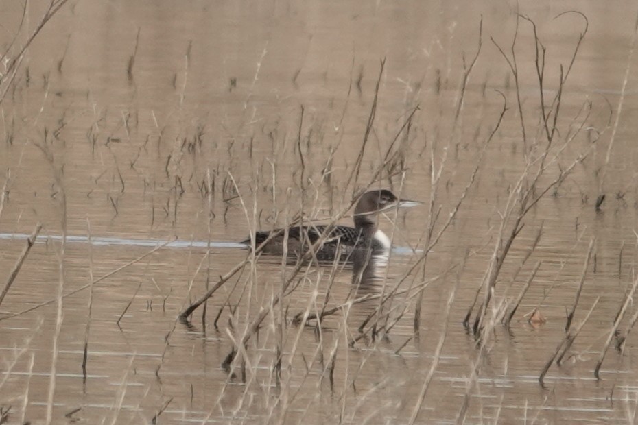 Common Loon - ML610974442