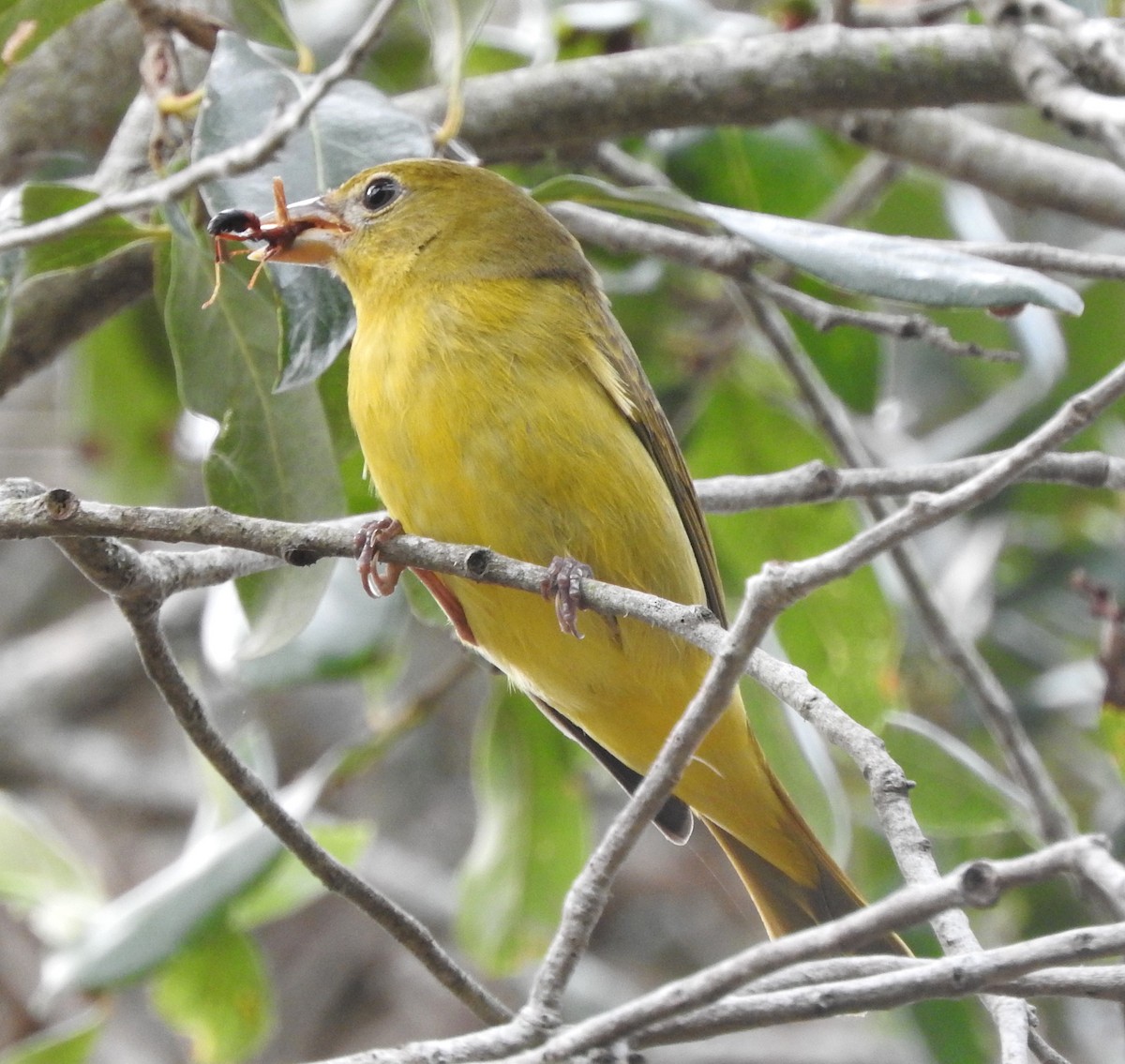 Summer Tanager - ML610974449