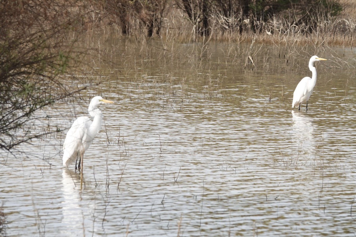 Great Egret - ML610974466