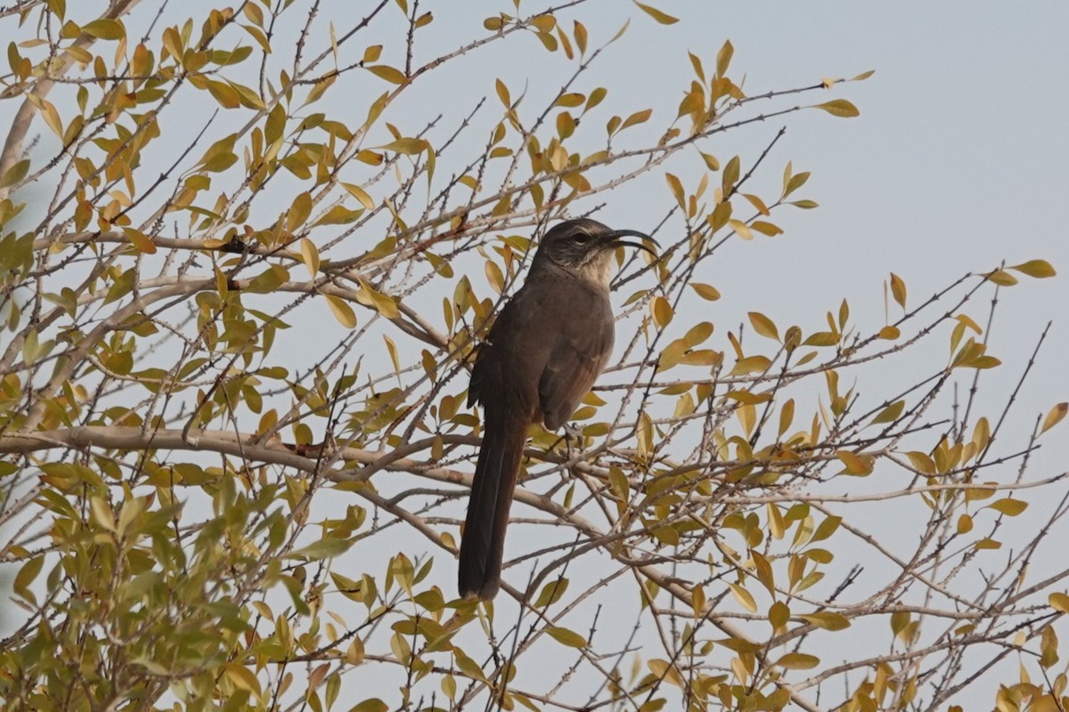 California Thrasher - ML610974475