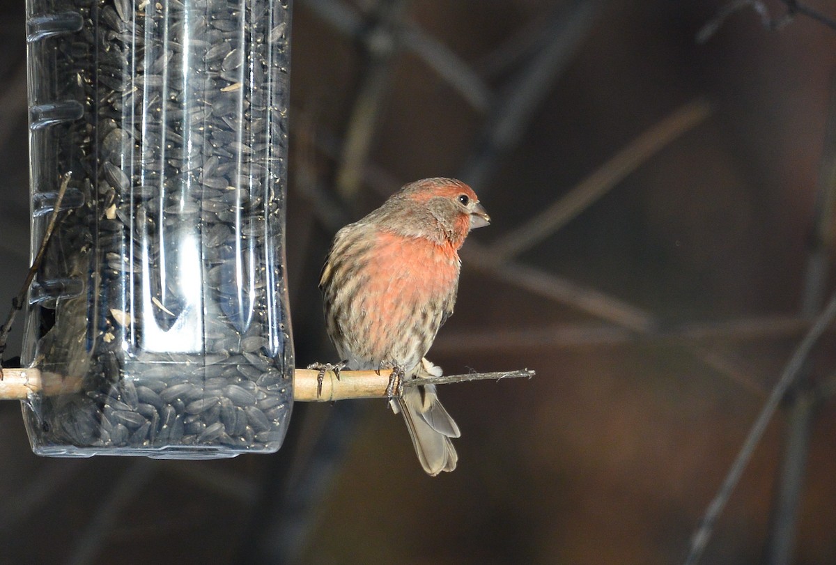 House Finch - ML610974529