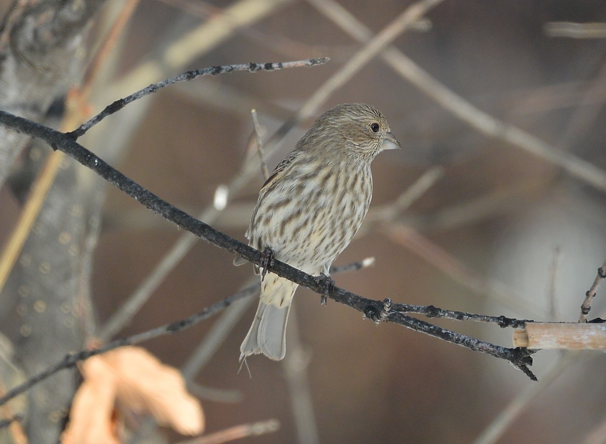 House Finch - ML610974536