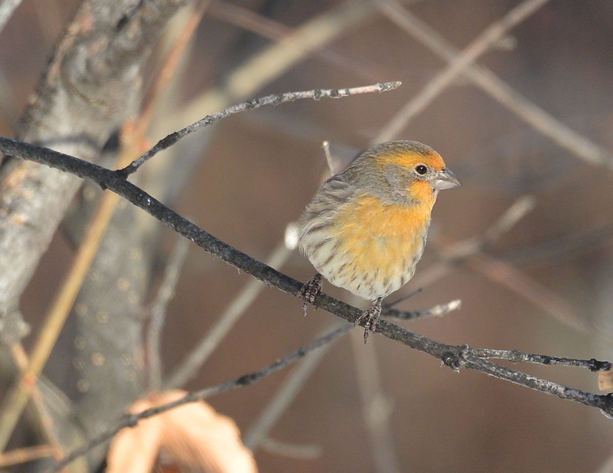 House Finch - ML610974539