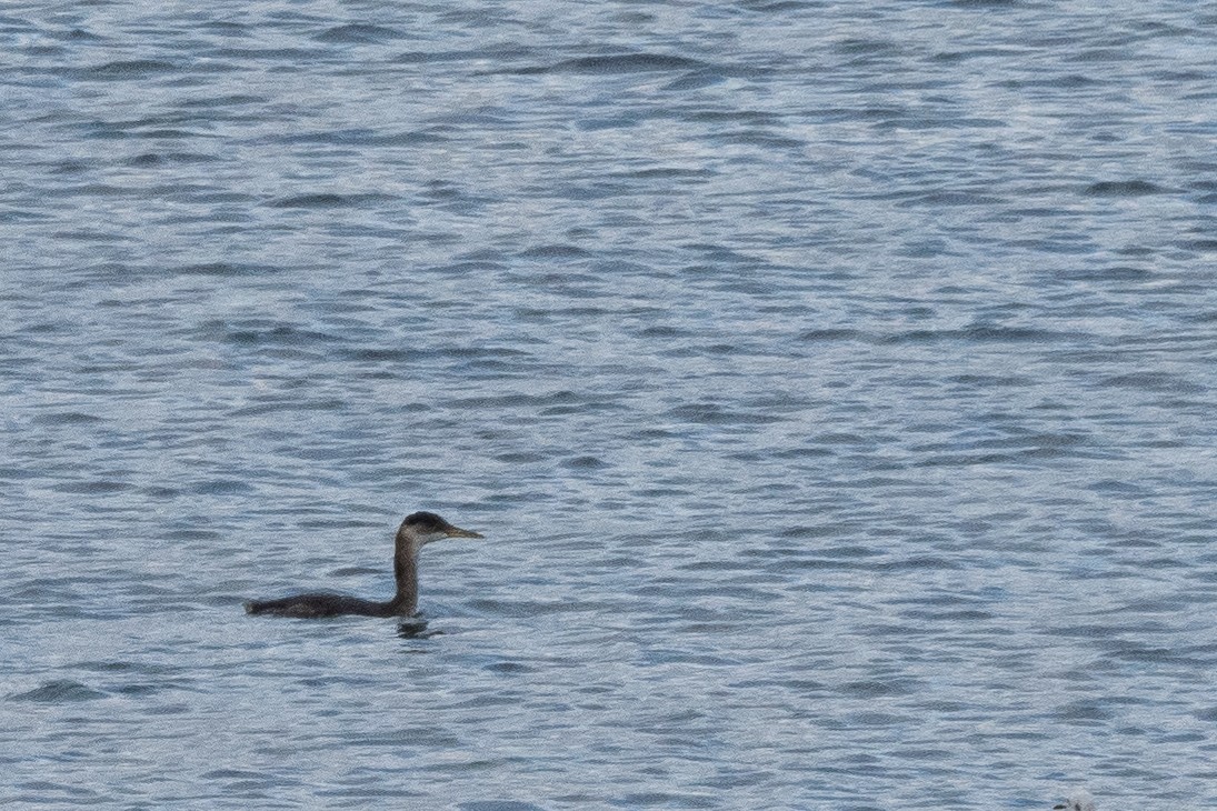 Red-necked Grebe - ML610974540