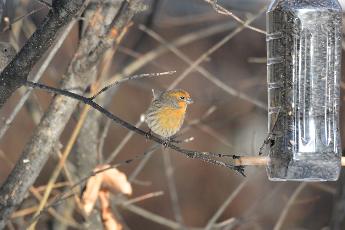 House Finch - ML610974547