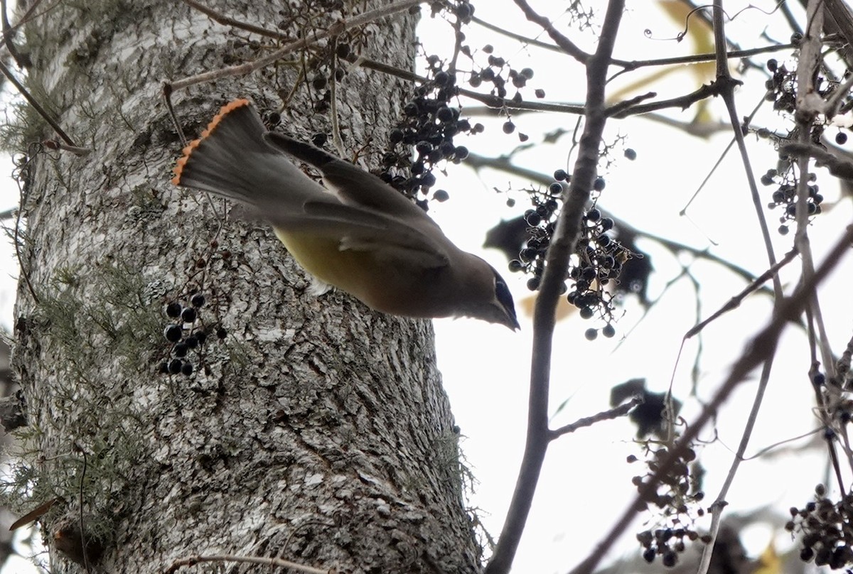 Cedar Waxwing - ML610974589