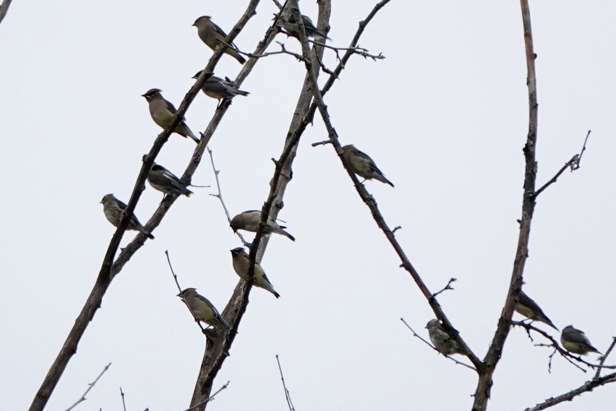 Cedar Waxwing - ML610974591