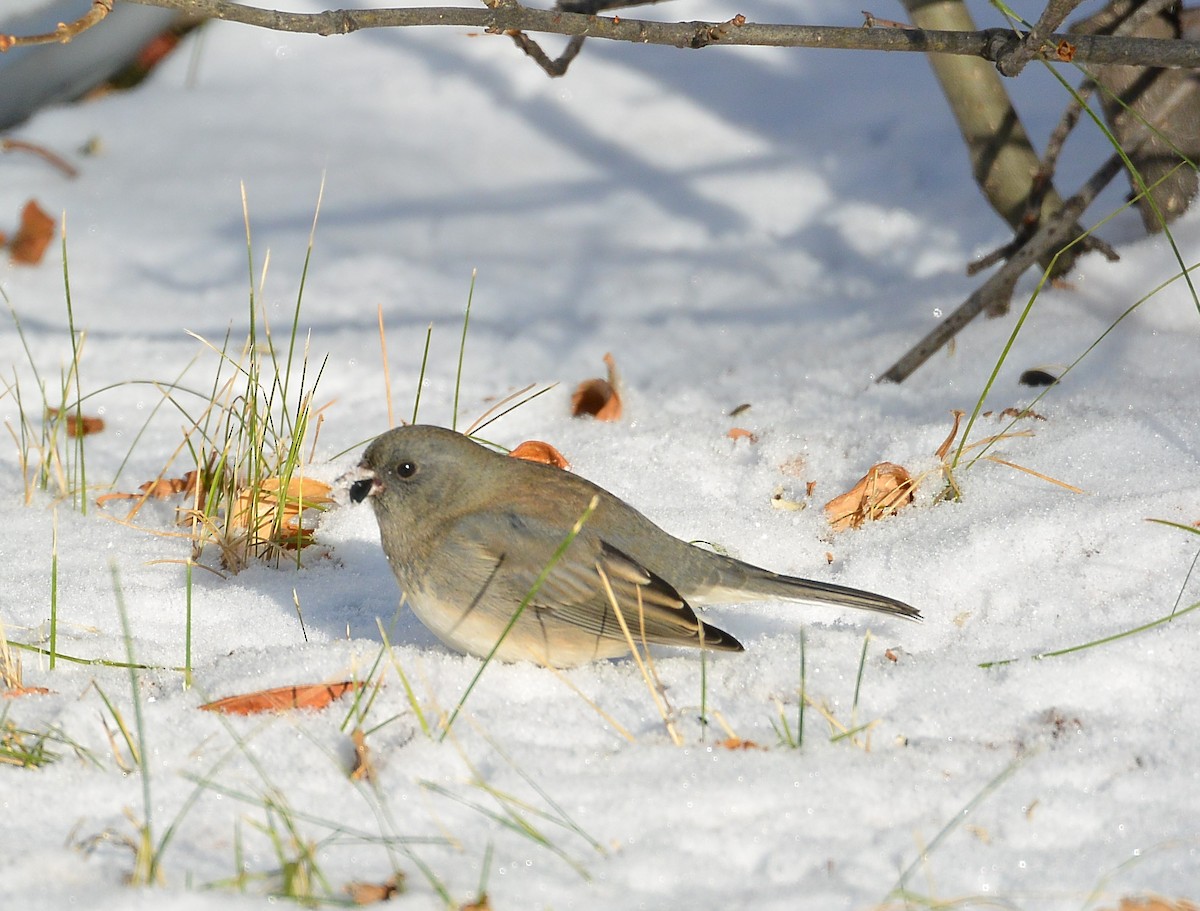 Dark-eyed Junco - ML610974623