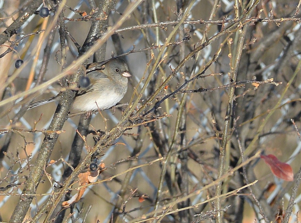 Dark-eyed Junco - ML610974632