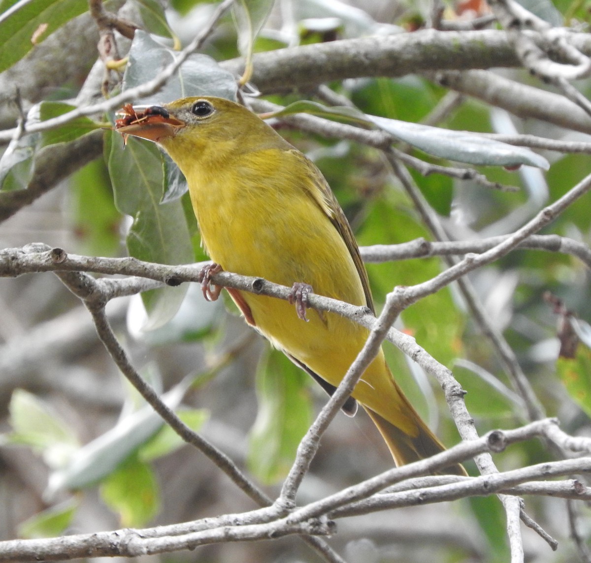 Summer Tanager - ML610974636