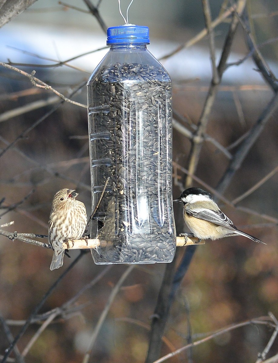 Black-capped Chickadee - ML610974645