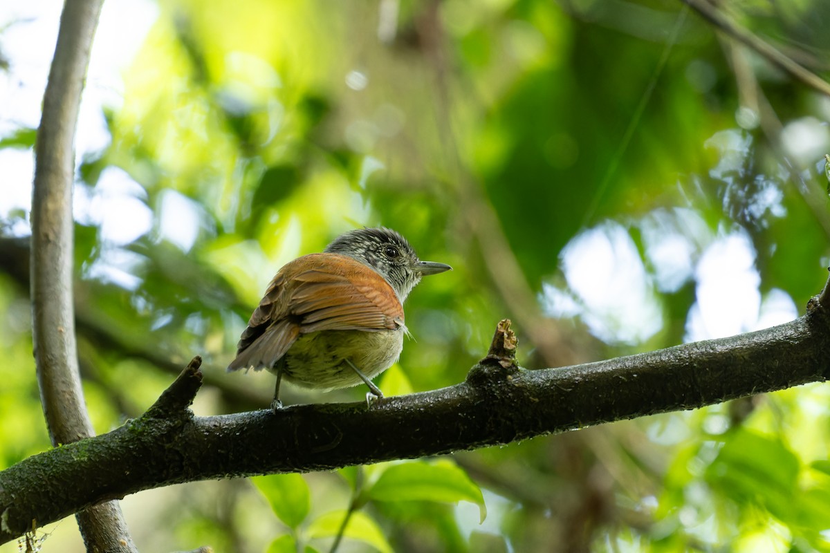 Rufous-backed Antvireo - ML610974657