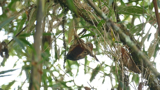 Russet-mantled Softtail - ML610974662