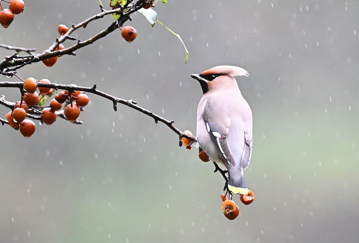 Bohemian Waxwing - Manuel Segura Herrero