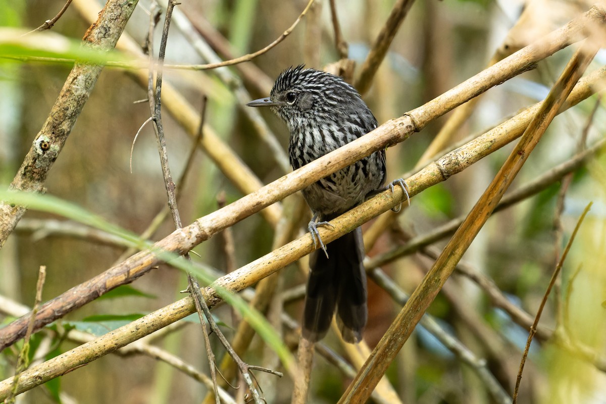 Dusky-tailed Antbird - ML610974739