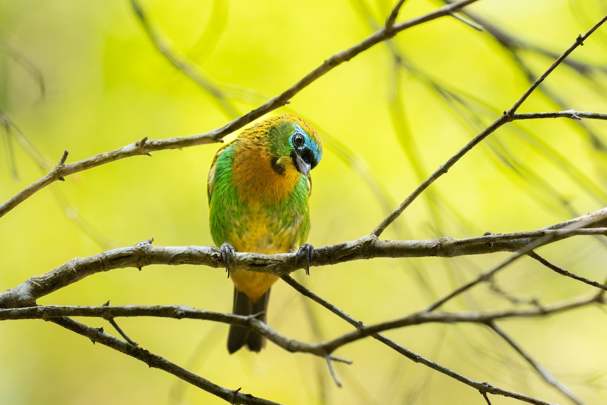 Brassy-breasted Tanager - ML610974761