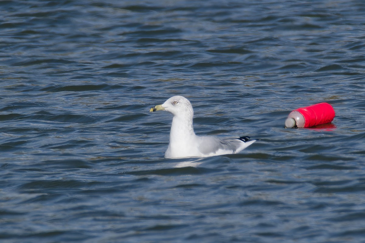 Ring-billed Gull - ML610974766