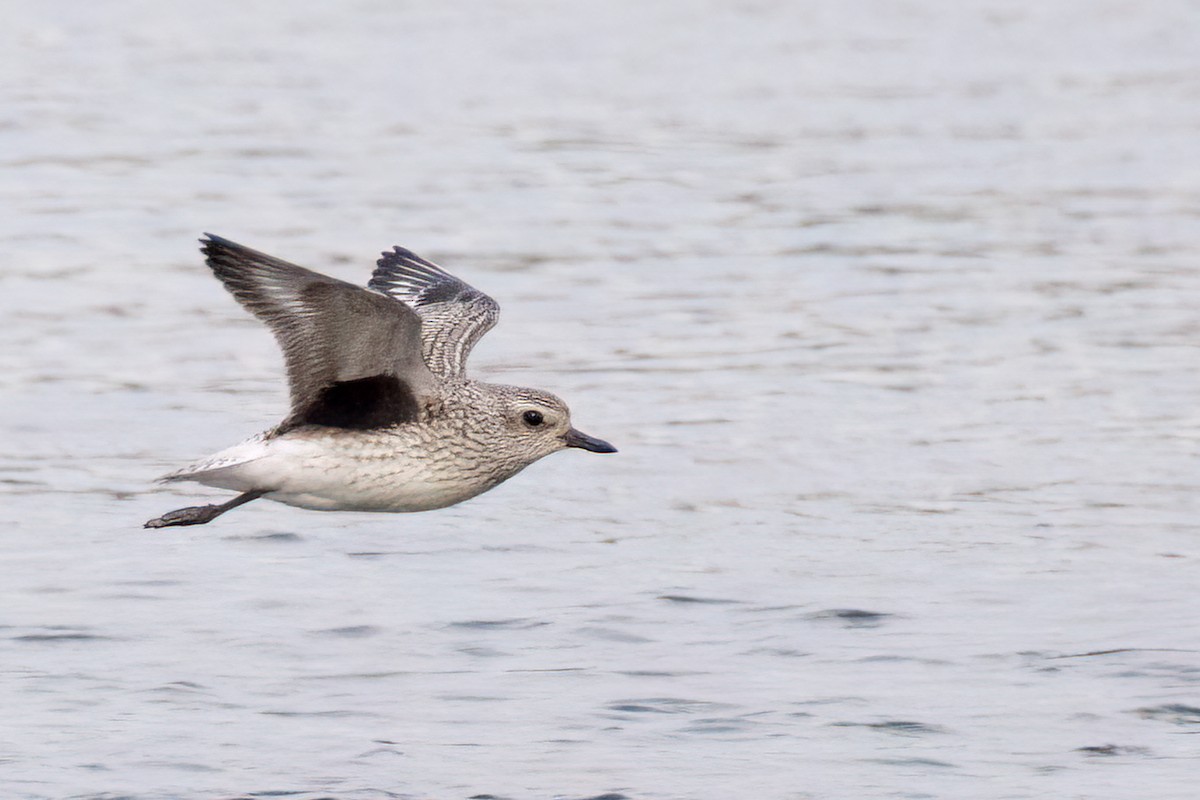 Black-bellied Plover - ML610974790