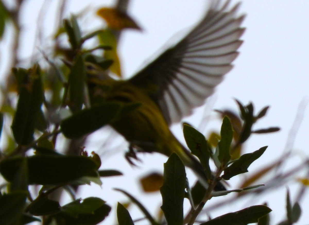 Prairie Warbler - ML610974805