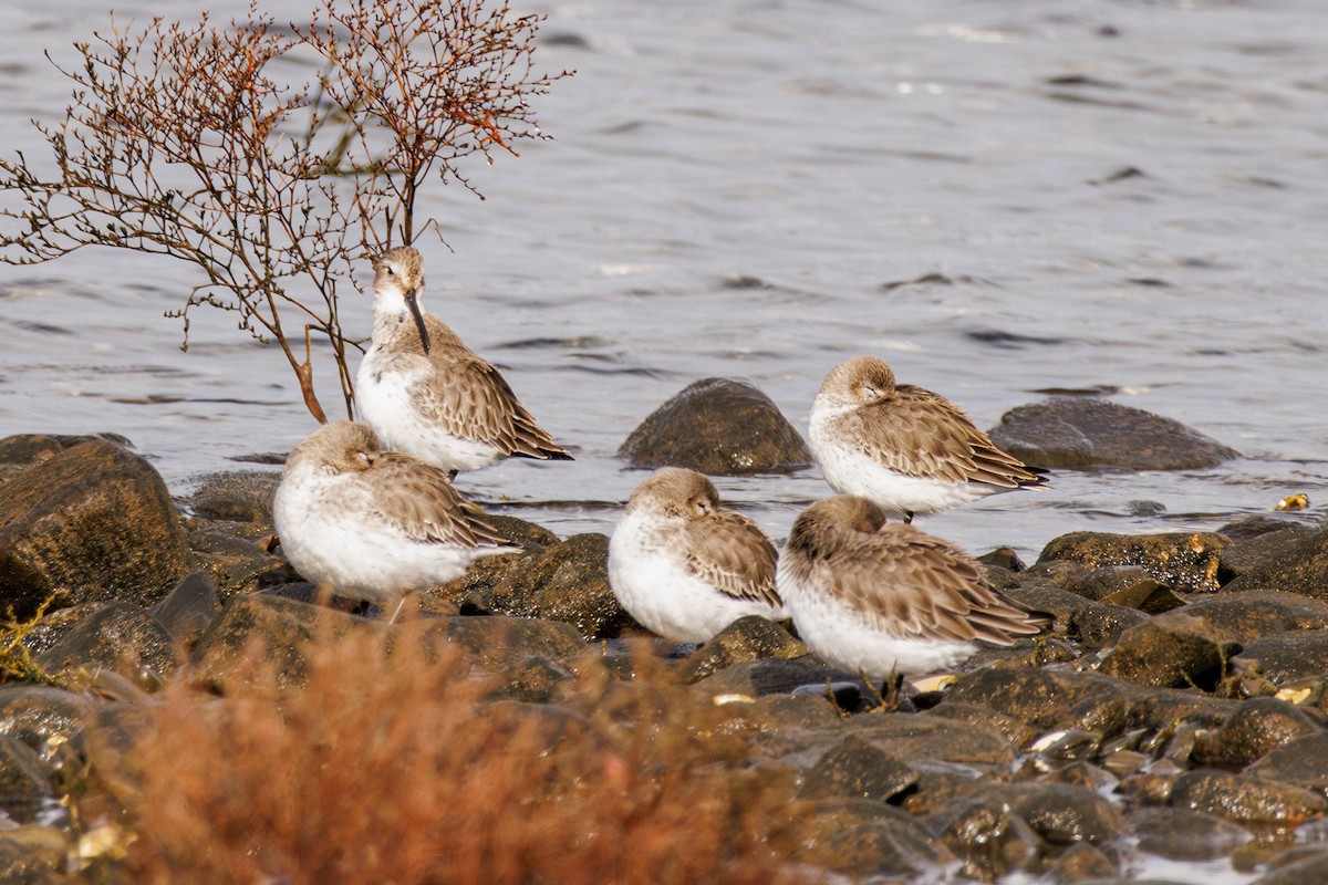 Dunlin - ML610974813