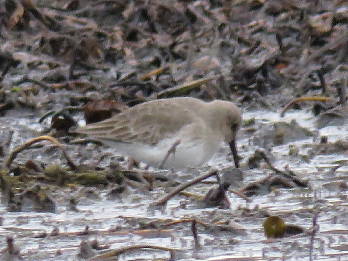 Dunlin - Catherine Murphy