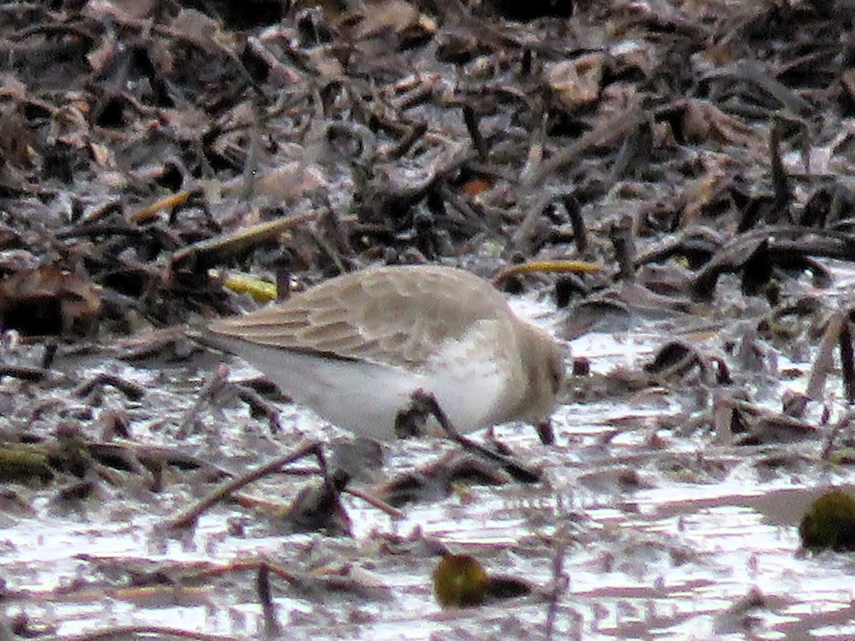 Dunlin - Catherine Murphy