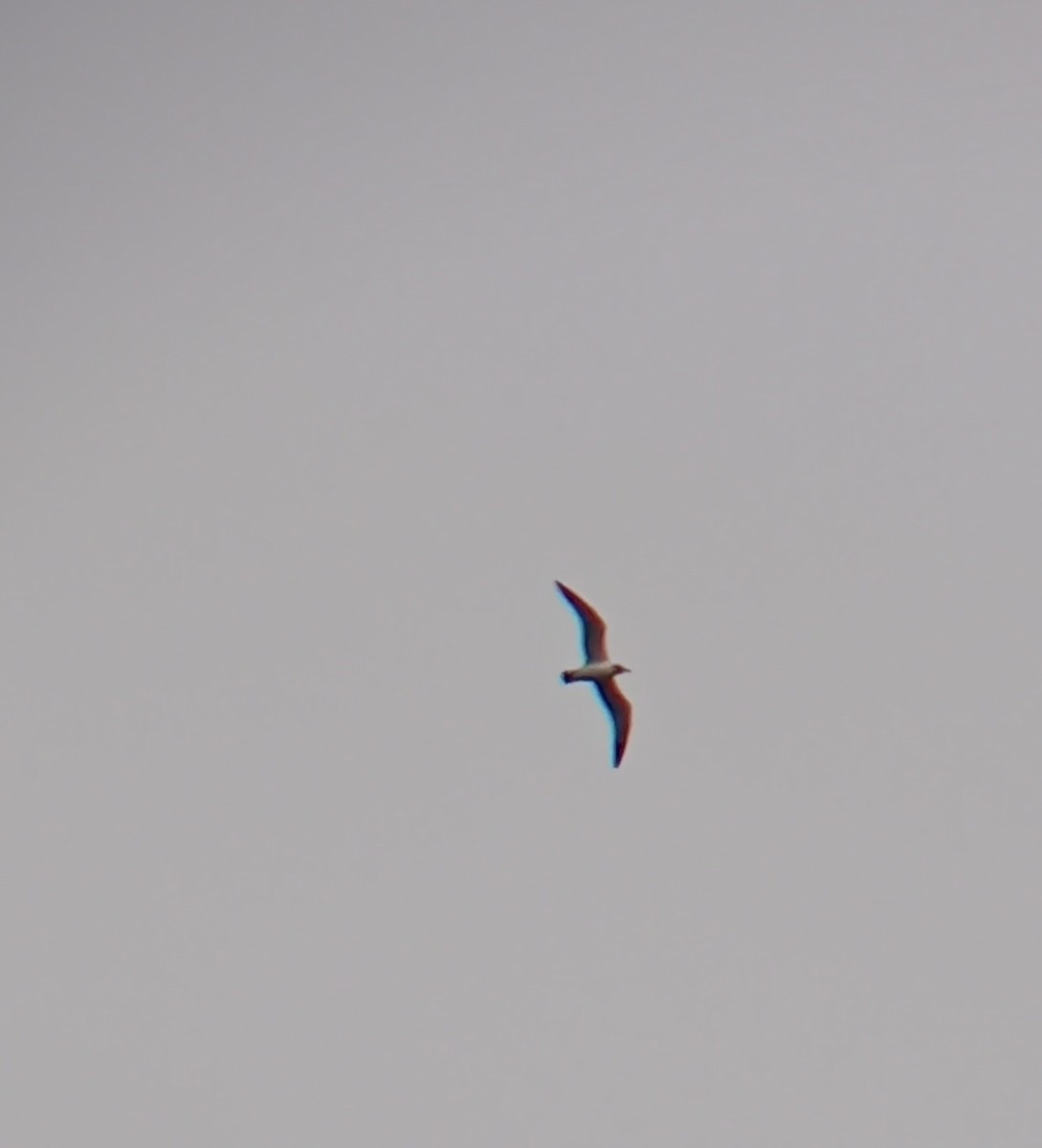 Franklin's Gull - ML610974859