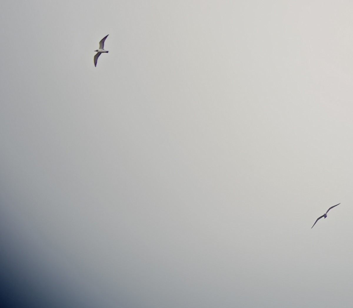 Franklin's Gull - ML610974860