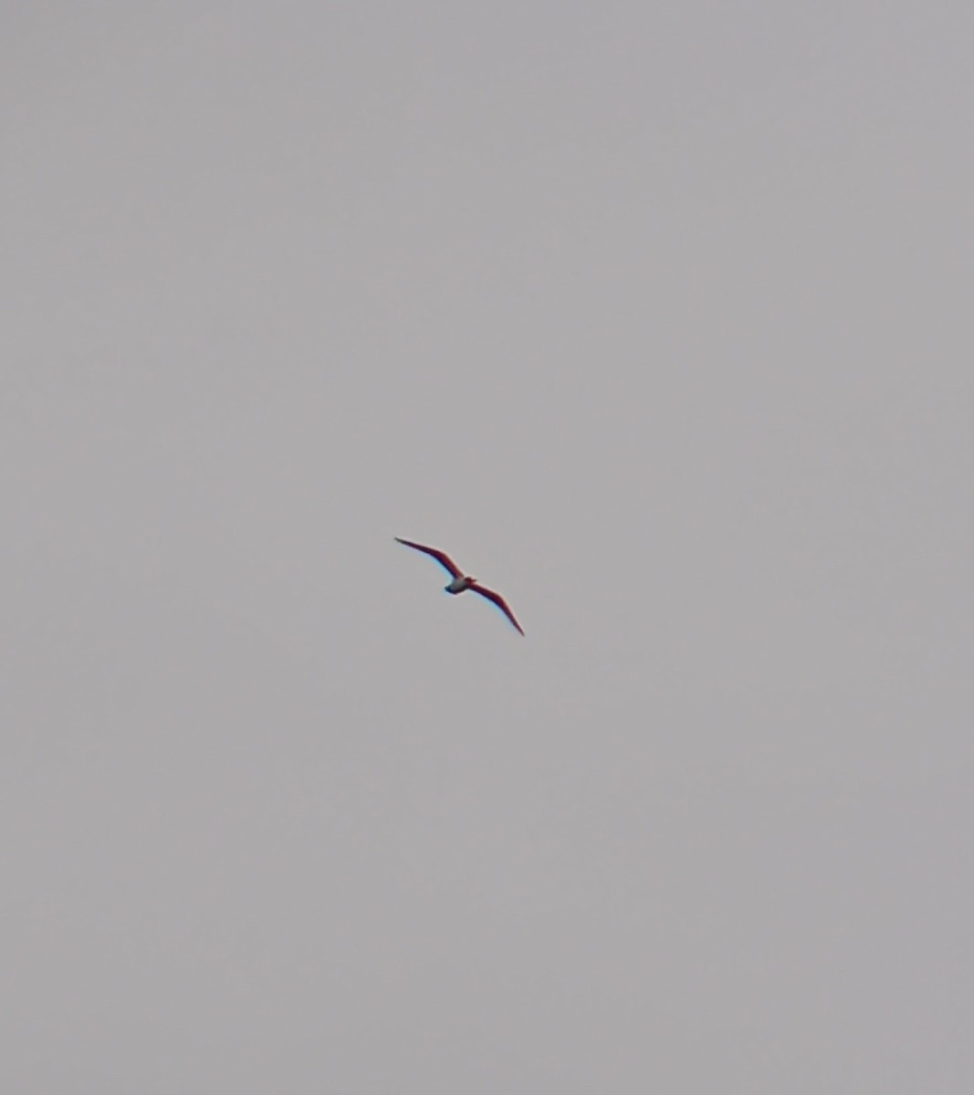 Franklin's Gull - ML610974861