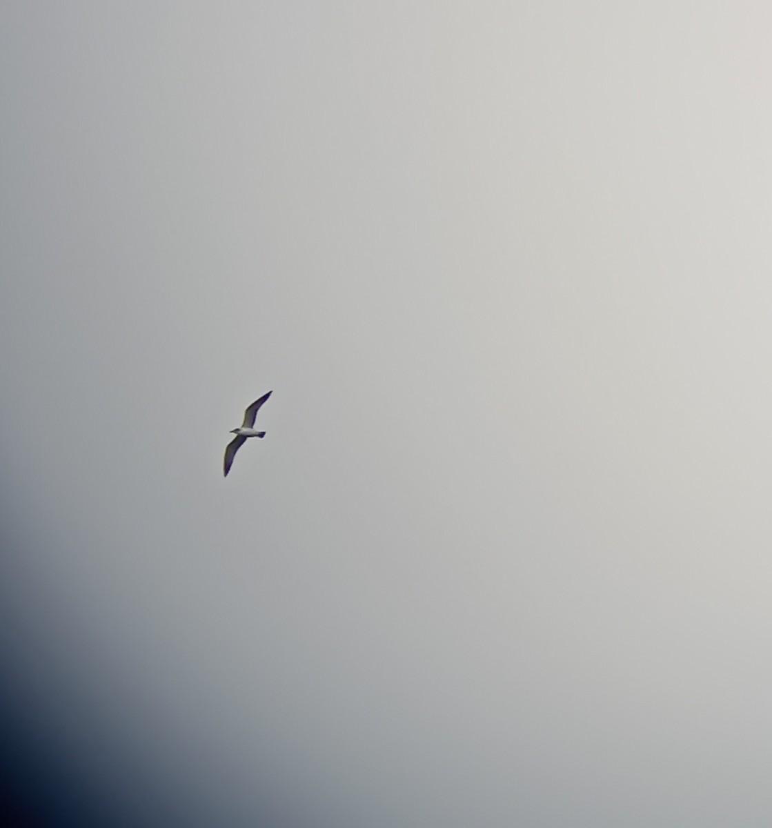 Franklin's Gull - ML610974862