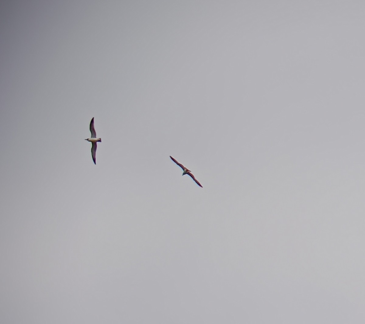 Franklin's Gull - ML610974863