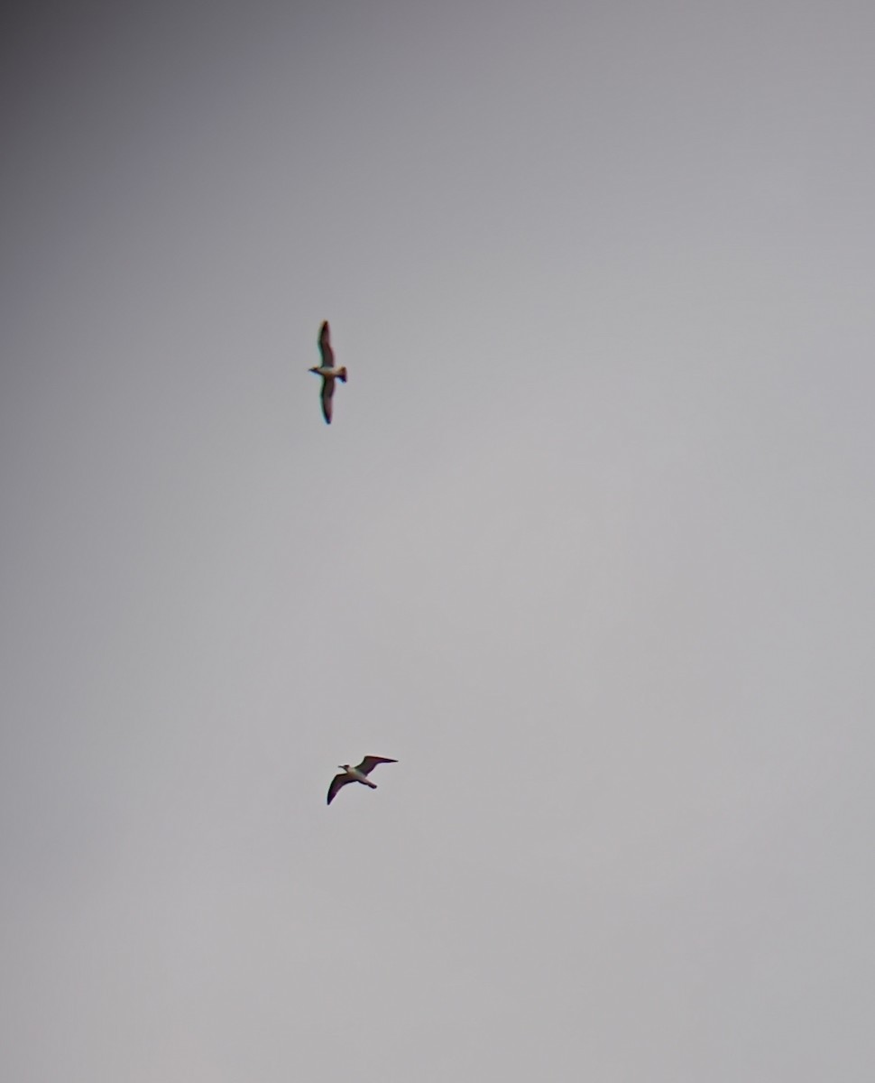 Franklin's Gull - ML610974864