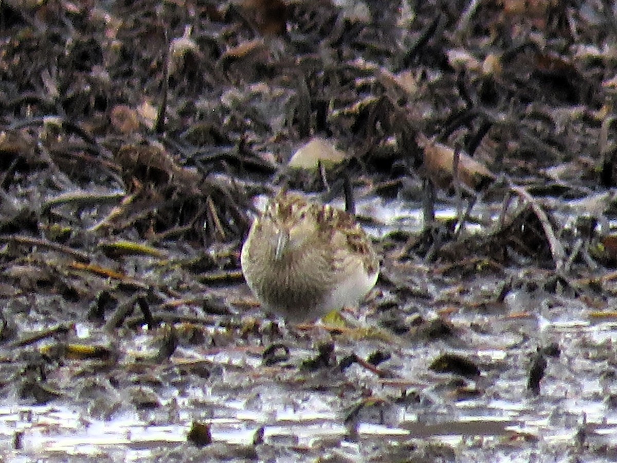 Pectoral Sandpiper - ML610974871