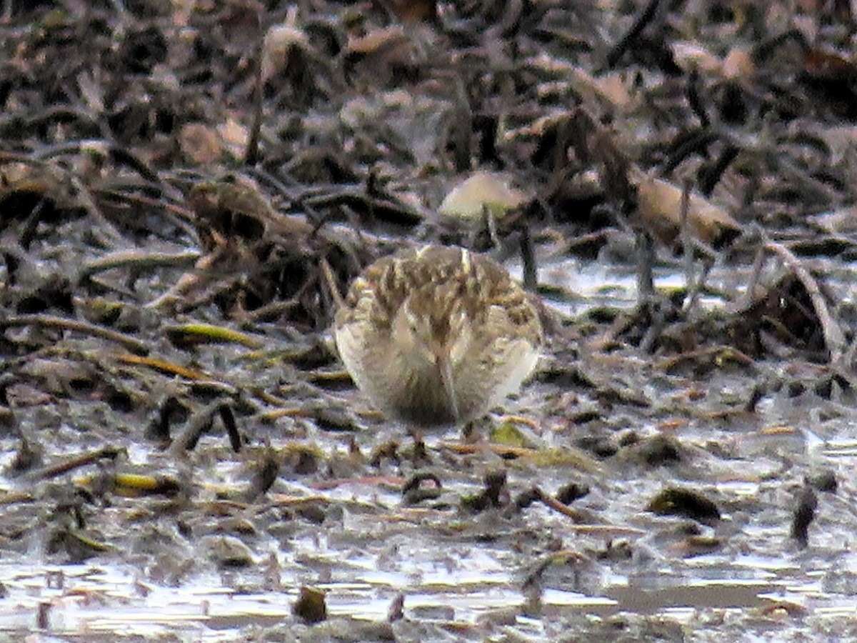 Pectoral Sandpiper - Catherine Murphy