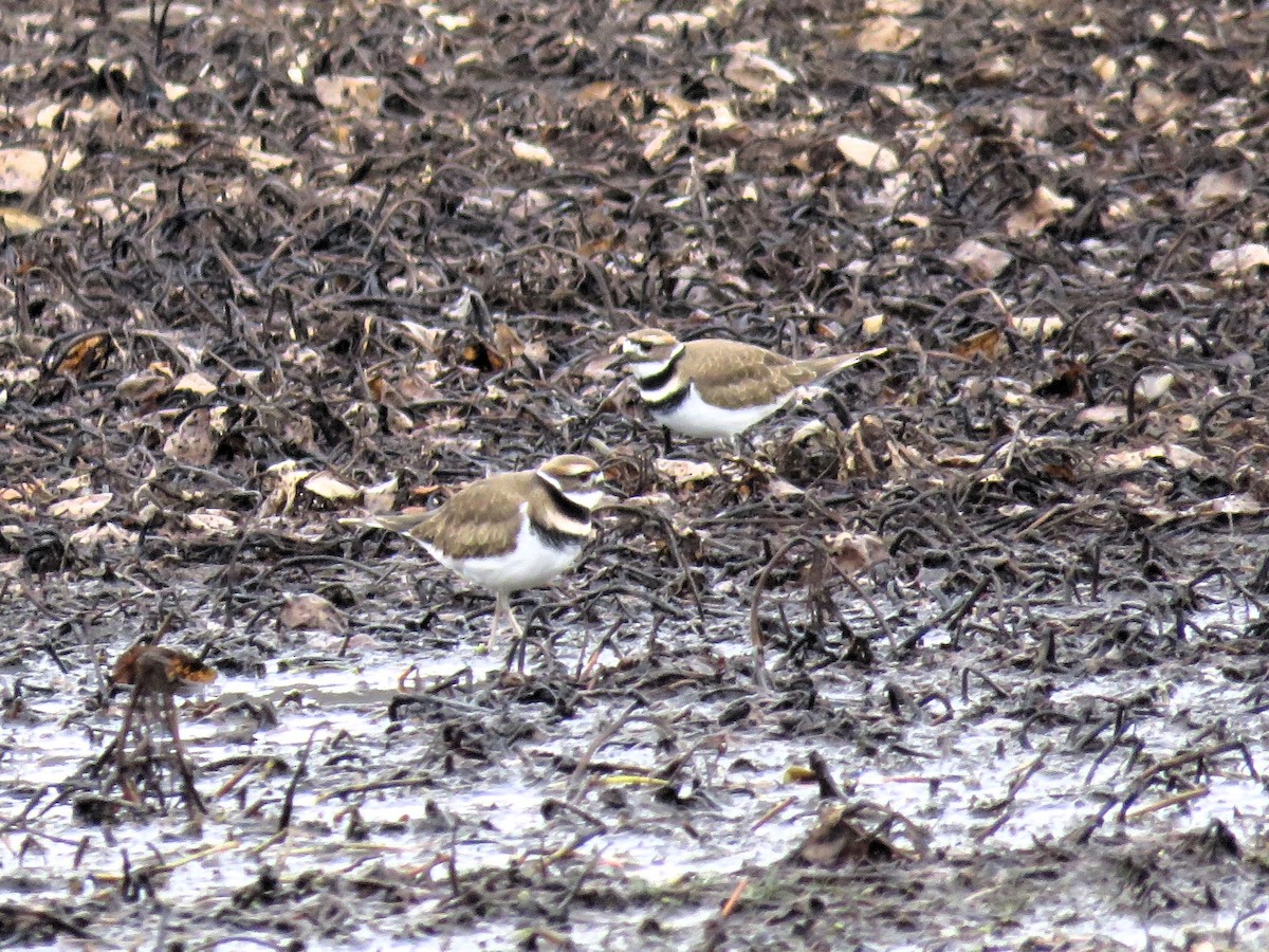 Killdeer - ML610975002