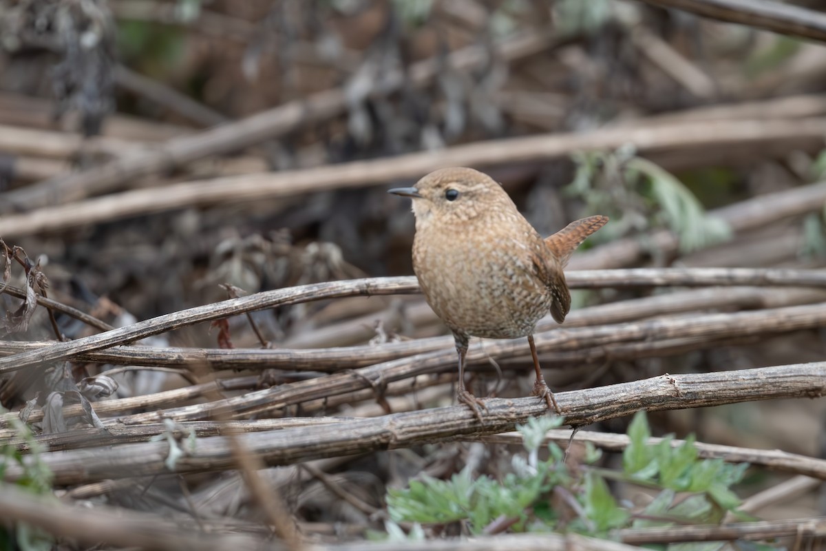 Winter Wren - Tim Metcalf