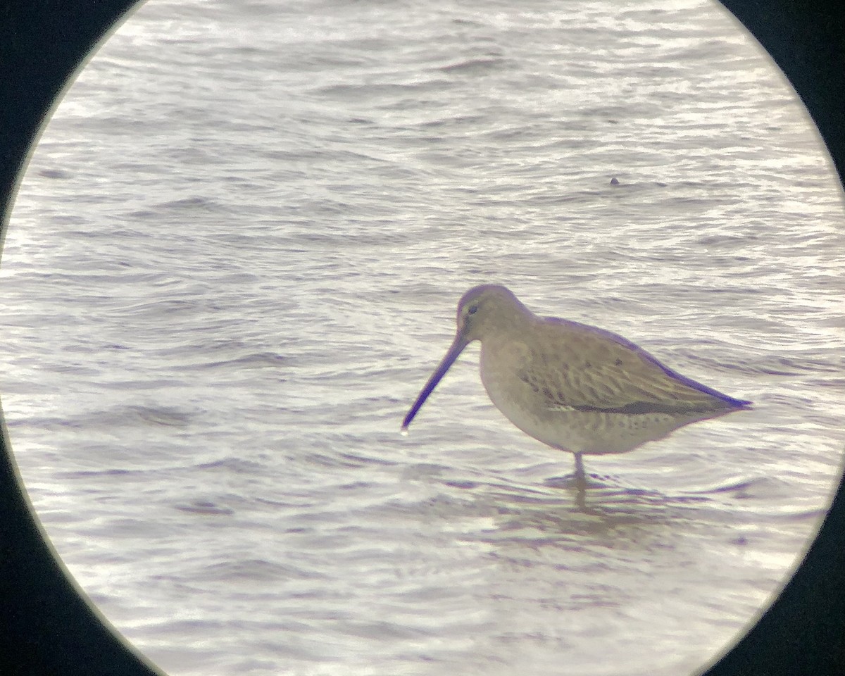 Long-billed Dowitcher - ML610975112