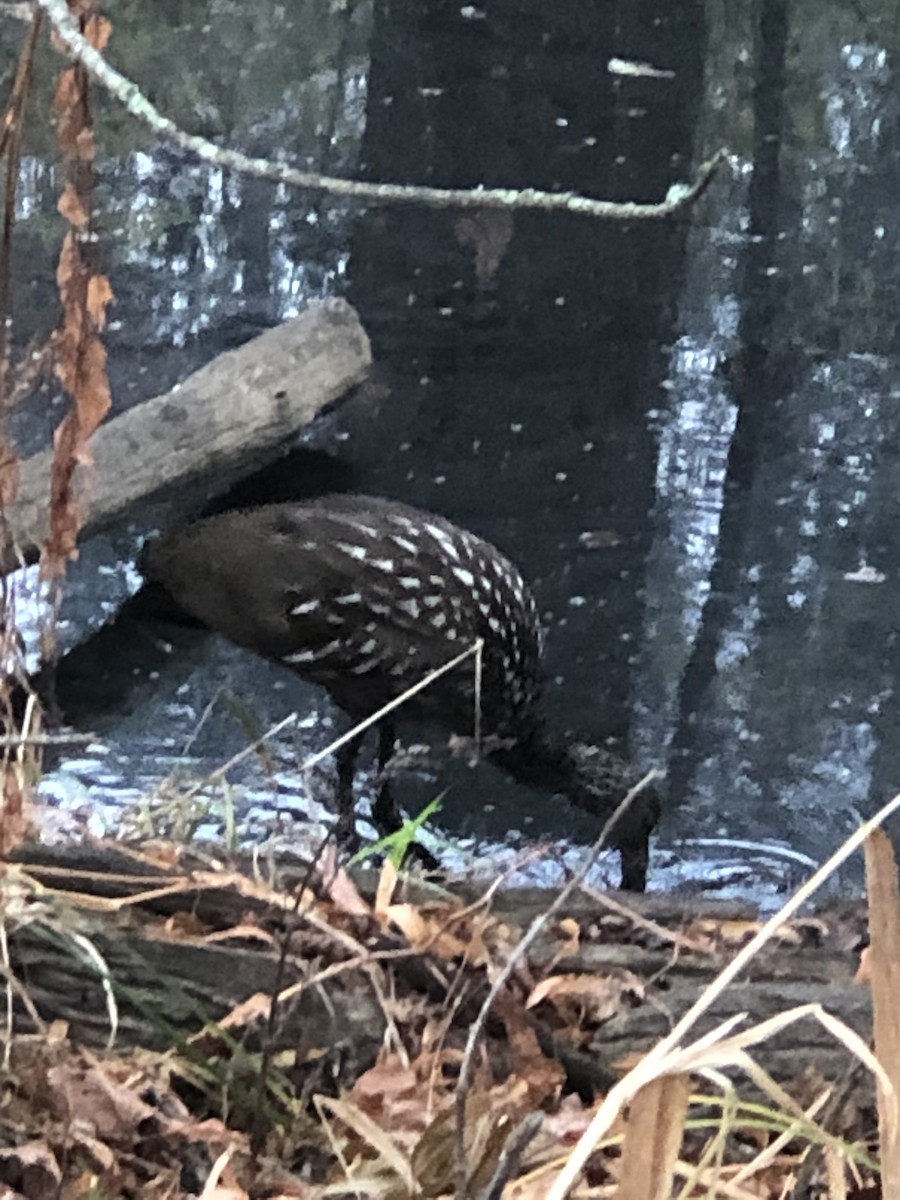 Limpkin - ML610975298