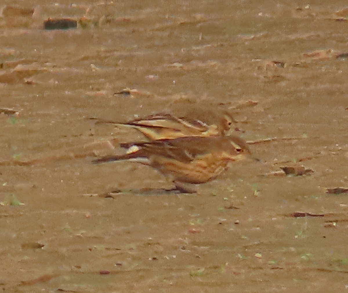 American Pipit - ML610975306