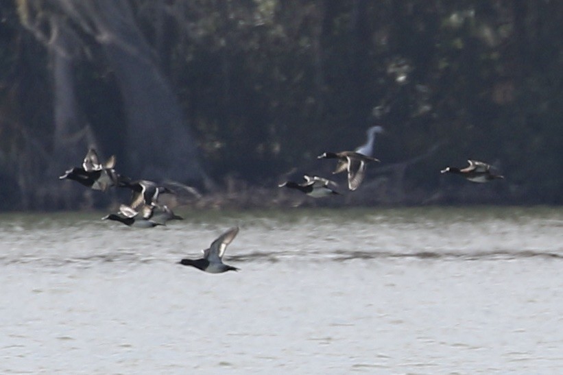 Greater Scaup - ML610975307