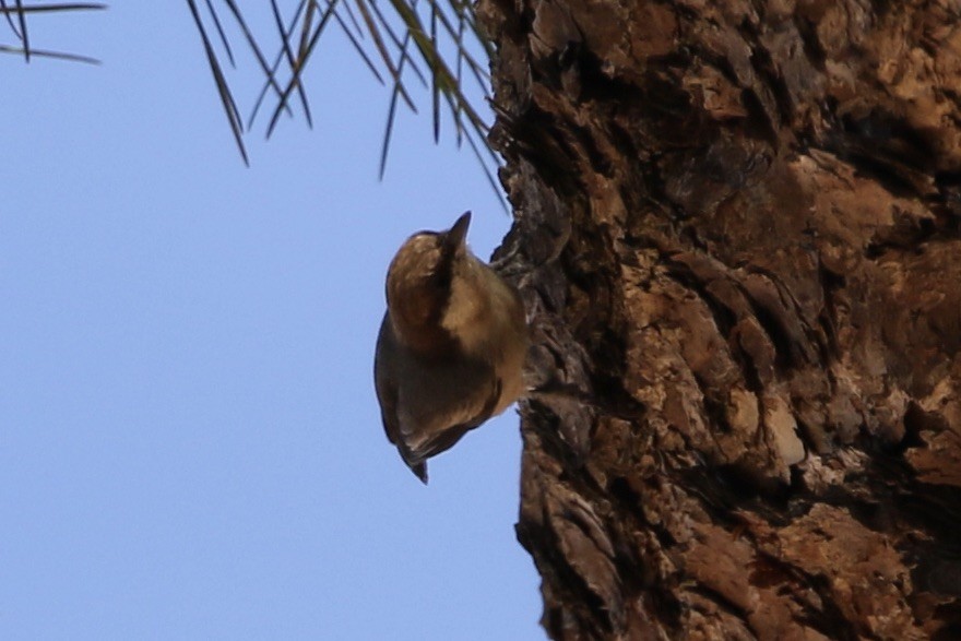 Brown-headed Nuthatch - ML610975331