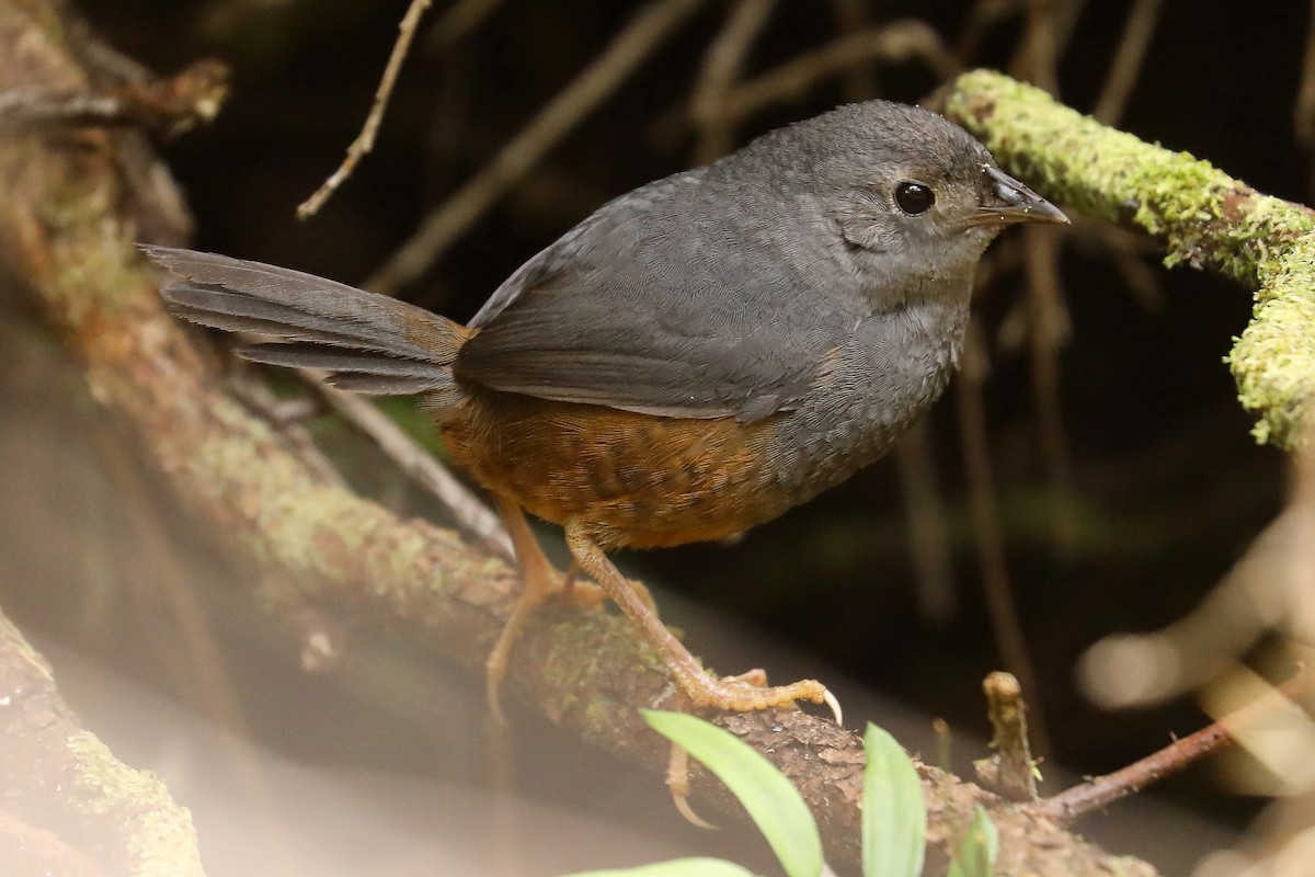 Ochre-flanked Tapaculo - ML610975332