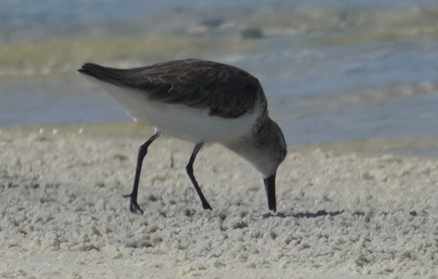 Bergstrandläufer - ML610975352