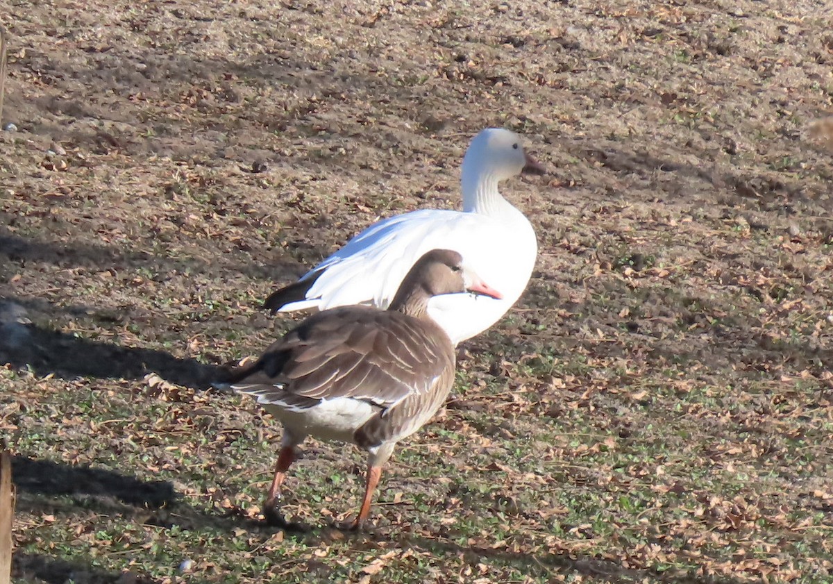 Greater White-fronted Goose - ML610975504