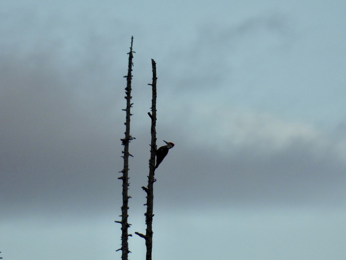 Pileated Woodpecker - ML610975544