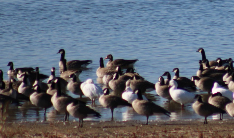 Greater White-fronted Goose - ML610975545